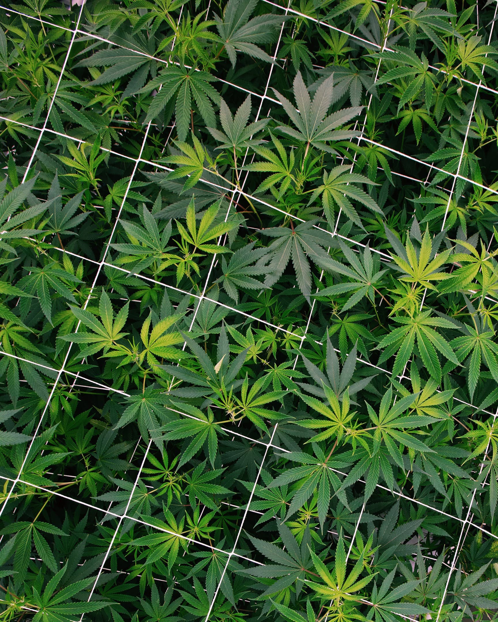 The Pod System Strategy Problem: Why Giving Away the Device Might Be Your Smartest Move